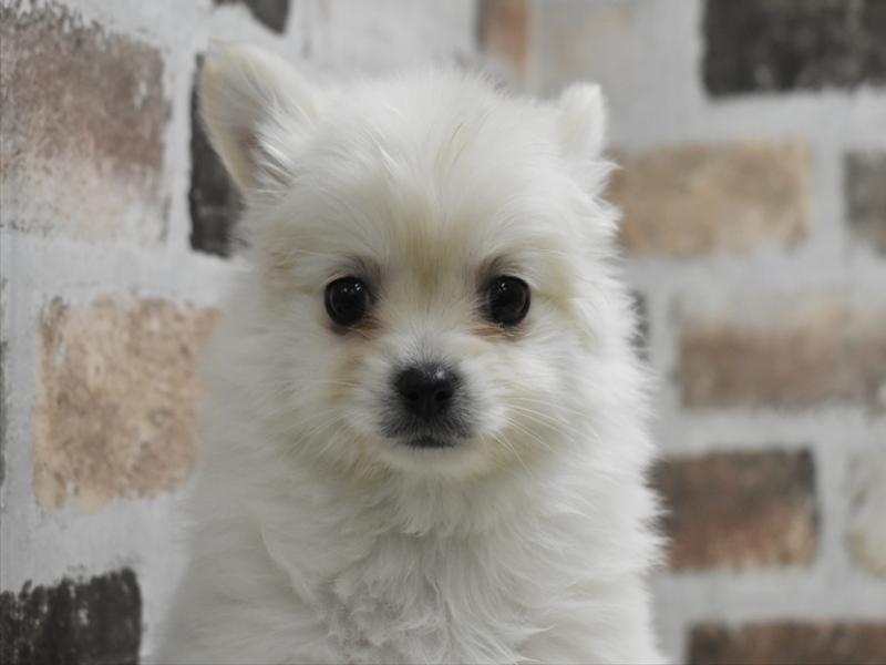 愛知県のポメチワ/チワポメ/ポメチー(ポメラニアン×チワワ) (ワンラブ名古屋守山インター総本店/2025年12月8日生まれ/女の子/クリーム)の子犬の1枚目の画像