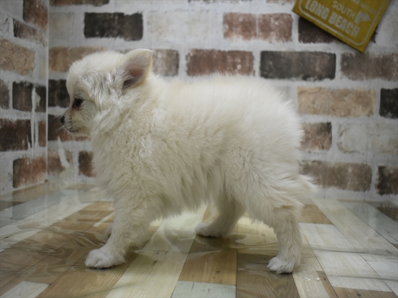 愛知県のポメチワ/チワポメ/ポメチー(ポメラニアン×チワワ) (ワンラブ名古屋守山インター総本店/2025年12月8日生まれ/女の子/クリーム)の子犬の3枚目の画像