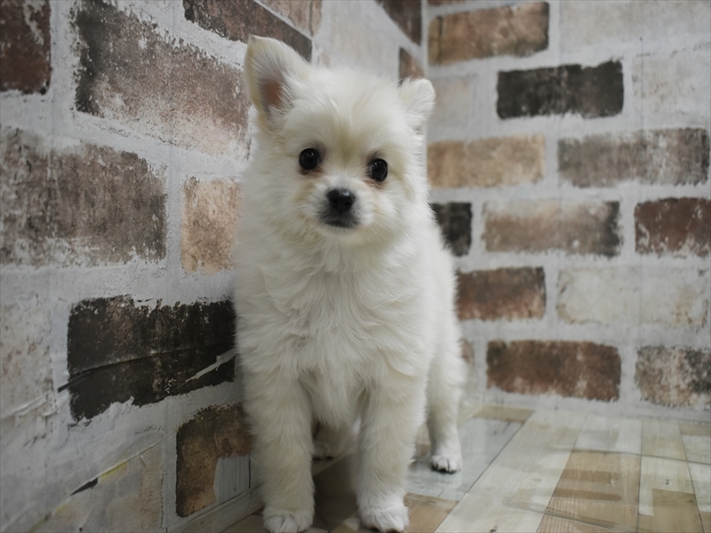 愛知県のポメチワ/チワポメ/ポメチー(ポメラニアン×チワワ) (ワンラブ名古屋守山インター総本店/2025年12月8日生まれ/女の子/クリーム)の子犬の2枚目の画像