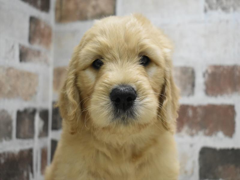 愛知県のゴールデンドゥードゥル(ゴールデン×プードル) (ワンラブ名古屋守山インター総本店/2025年12月8日生まれ/男の子/ゴールデン)の子犬の1枚目の画像