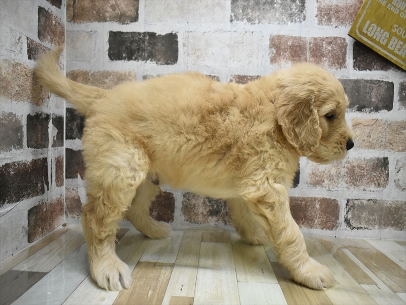 愛知県のゴールデンドゥードゥル(ゴールデン×プードル) (ワンラブ名古屋守山インター総本店/2025年12月8日生まれ/男の子/ゴールデン)の子犬の3枚目の画像