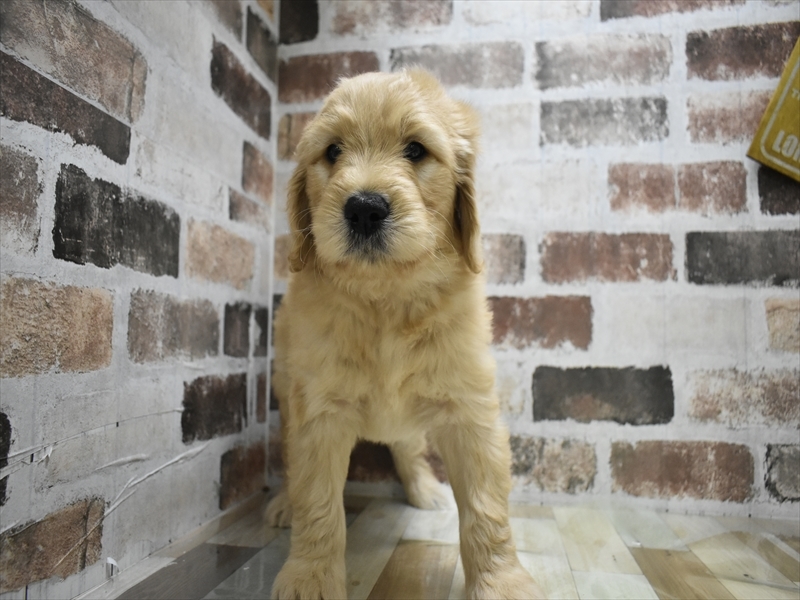 愛知県のゴールデンドゥードゥル(ゴールデン×プードル) (ワンラブ名古屋守山インター総本店/2025年12月8日生まれ/男の子/ゴールデン)の子犬の2枚目の画像