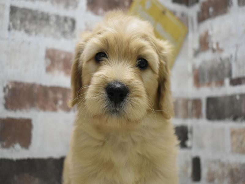 愛知県のゴールデンドゥードゥル(ゴールデン×プードル) (ワンラブ名古屋守山インター総本店/2025年12月8日生まれ/女の子/ゴールデン)の子犬の1枚目の画像