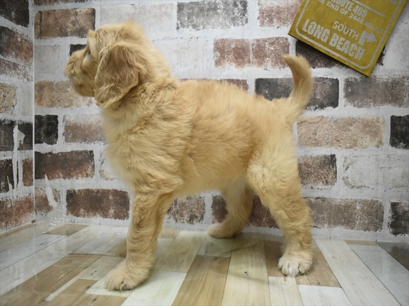 愛知県のゴールデンドゥードゥル(ゴールデン×プードル) (ワンラブ名古屋守山インター総本店/2025年12月8日生まれ/女の子/ゴールデン)の子犬の3枚目の画像