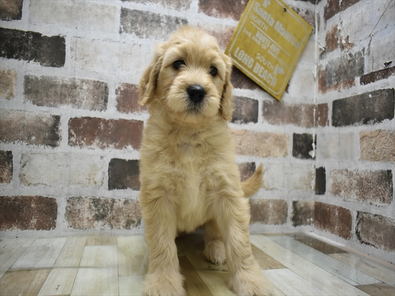 愛知県のゴールデンドゥードゥル(ゴールデン×プードル) (ワンラブ名古屋守山インター総本店/2025年12月8日生まれ/女の子/ゴールデン)の子犬の2枚目の画像