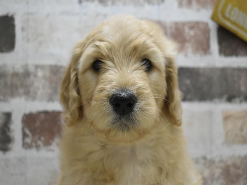 愛知県のゴールデンドゥードゥル(ゴールデン×プードル) (ワンラブ名古屋守山インター総本店/2025年12月8日生まれ/女の子/ゴールデン)の子犬の1枚目の画像