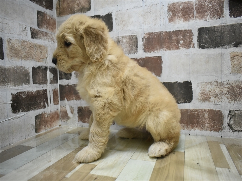 愛知県のゴールデンドゥードゥル(ゴールデン×プードル) (ワンラブ名古屋守山インター総本店/2025年12月8日生まれ/女の子/ゴールデン)の子犬の3枚目の画像