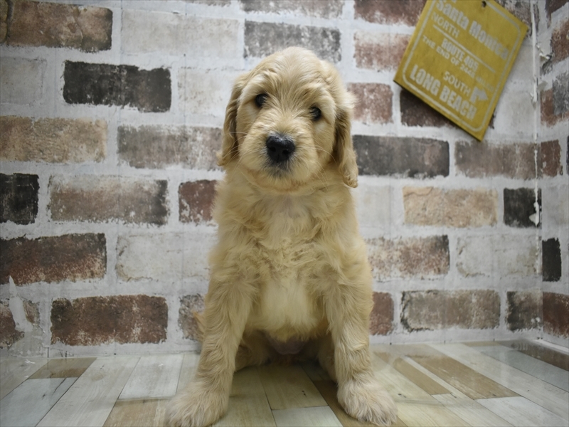 愛知県のゴールデンドゥードゥル(ゴールデン×プードル) (ワンラブ名古屋守山インター総本店/2025年12月8日生まれ/女の子/ゴールデン)の子犬の2枚目の画像