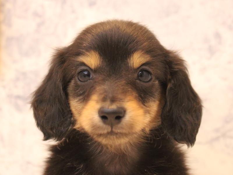 神奈川県のカニンヘンダックスフンド(ロング) (ワンラブフレスポ小田原シティーモール店/2025年12月8日生まれ/女の子/ブラックタン)の子犬の1枚目の画像