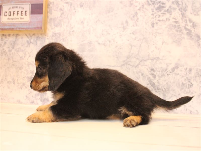 神奈川県のカニンヘンダックスフンド(ロング) (ワンラブフレスポ小田原シティーモール店/2025年12月8日生まれ/女の子/ブラックタン)の子犬の3枚目の画像