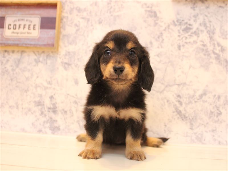 神奈川県のカニンヘンダックスフンド(ロング) (ワンラブフレスポ小田原シティーモール店/2025年12月8日生まれ/女の子/ブラックタン)の子犬の2枚目の画像