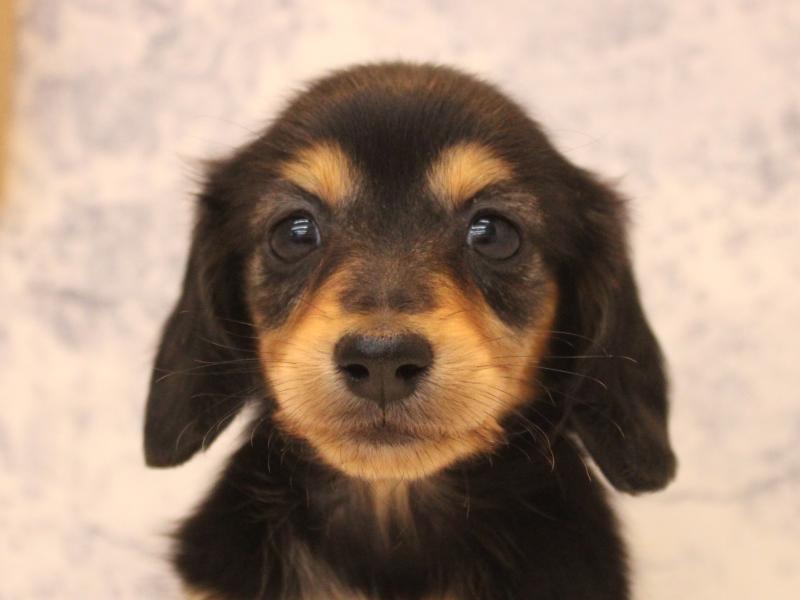 埼玉県のカニンヘンダックスフンド(ロング) (ワンラブ埼玉寄居店/2025年12月8日生まれ/女の子/ブラックタン)の子犬の1枚目の画像