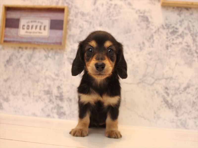 埼玉県のカニンヘンダックスフンド(ロング) (ワンラブ埼玉寄居店/2025年12月8日生まれ/女の子/ブラックタン)の子犬の2枚目の画像