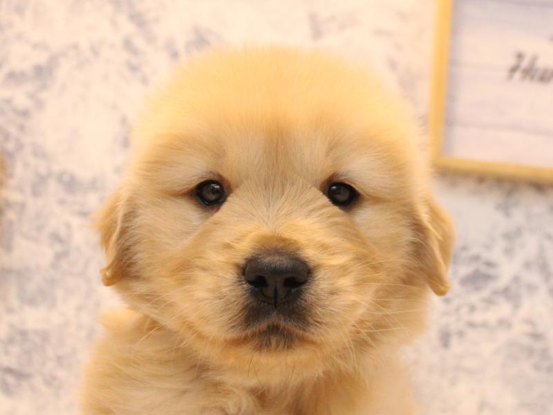 埼玉県のゴールデンレトリバー (ワンラブ埼玉寄居店/2025年12月7日生まれ/男の子/ゴールデン)の子犬の1枚目の画像