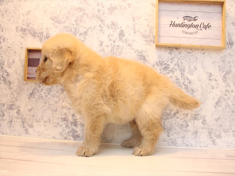 埼玉県のゴールデンレトリバー (ワンラブ埼玉寄居店/2025年12月7日生まれ/男の子/ゴールデン)の子犬の3枚目の画像