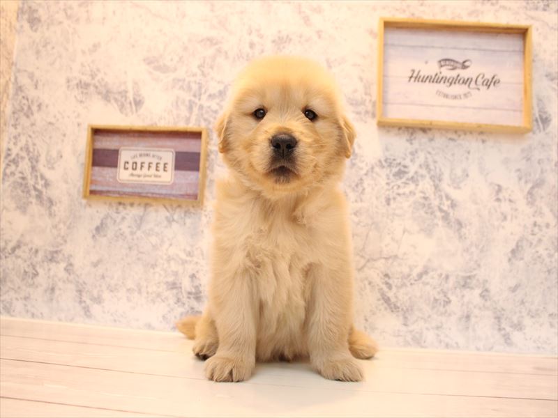 埼玉県のゴールデンレトリバー (ワンラブ埼玉寄居店/2025年12月7日生まれ/男の子/ゴールデン)の子犬の2枚目の画像