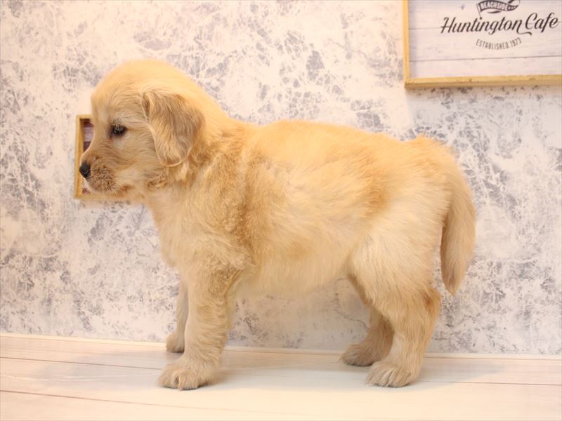 埼玉県のゴールデンレトリバー (ワンラブ埼玉寄居店/2025年12月7日生まれ/女の子/ゴールデン)の子犬の3枚目の画像