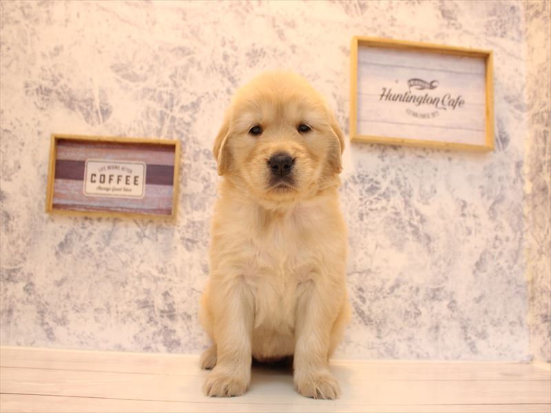 埼玉県のゴールデンレトリバー (ワンラブ埼玉寄居店/2025年12月7日生まれ/女の子/ゴールデン)の子犬の2枚目の画像