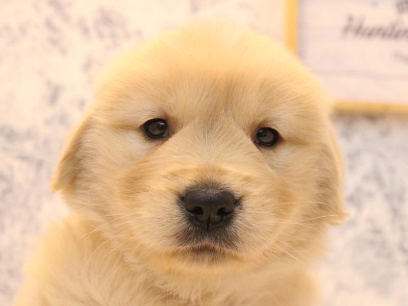 埼玉県のゴールデンレトリバー (ワンラブアリオ川口店/2025年12月7日生まれ/女の子/ゴールデン)の子犬の1枚目の画像