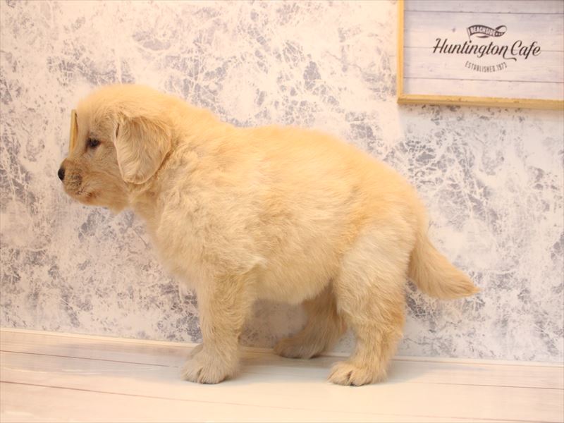 埼玉県のゴールデンレトリバー (ワンラブアリオ川口店/2025年12月7日生まれ/女の子/ゴールデン)の子犬の3枚目の画像