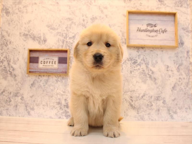 埼玉県のゴールデンレトリバー (ワンラブアリオ川口店/2025年12月7日生まれ/女の子/ゴールデン)の子犬の2枚目の画像