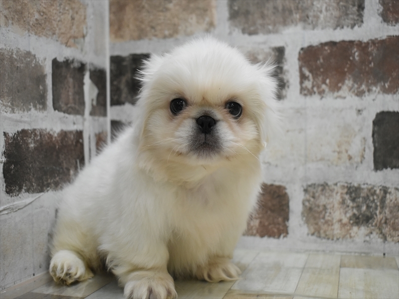 愛知県のペキニーズ (ワンラブイオンモール新瑞橋店/2025年12月8日生まれ/男の子/ホワイト)の子犬の2枚目の画像