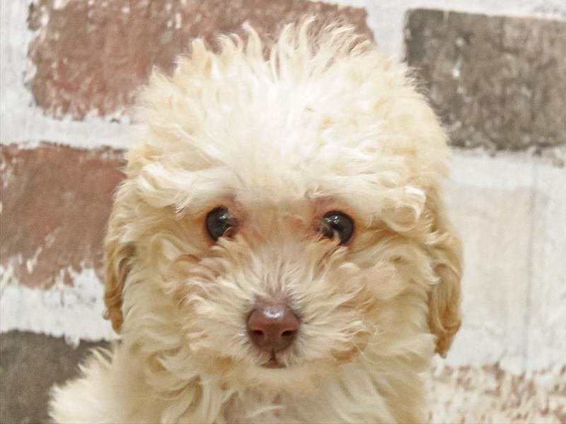 和歌山県のトイプードル(トイ) (ワンラブイズミヤ和歌山店/2025年12月6日生まれ/男の子/クリーム)の子犬の1枚目の画像