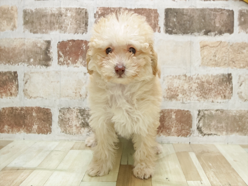 和歌山県のトイプードル(トイ) (ワンラブイズミヤ和歌山店/2025年12月6日生まれ/男の子/クリーム)の子犬の3枚目の画像