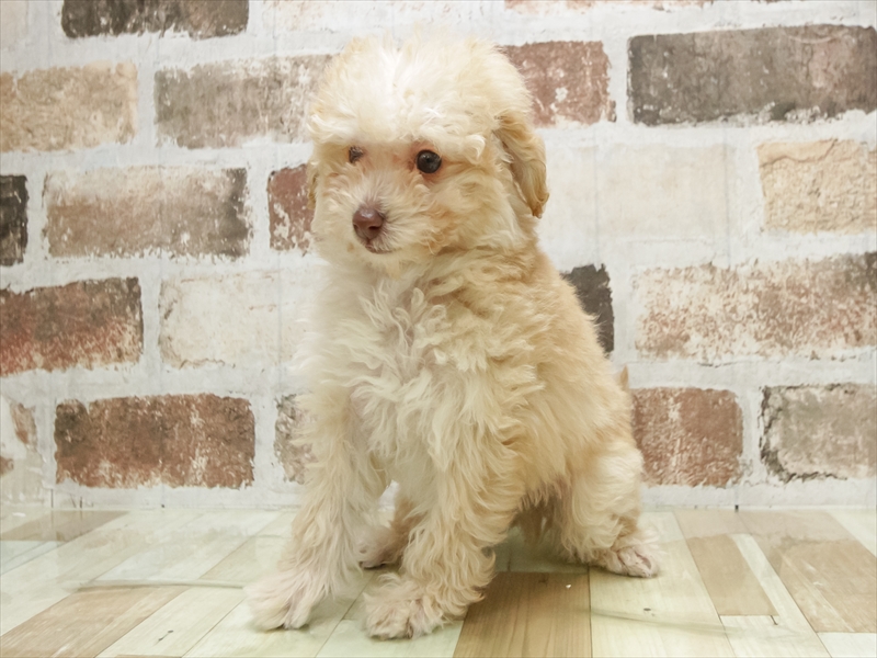 和歌山県のトイプードル(トイ) (ワンラブイズミヤ和歌山店/2025年12月6日生まれ/男の子/クリーム)の子犬の2枚目の画像