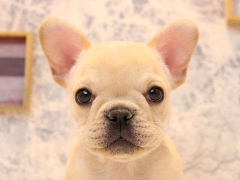 埼玉県のフレンチブルドッグ (ワンラブアリオ鷲宮店/2025年12月1日生まれ/女の子/クリーム)の子犬の1枚目の画像