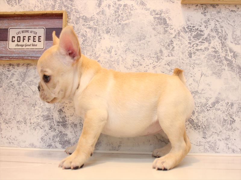 埼玉県のフレンチブルドッグ (ワンラブアリオ鷲宮店/2025年12月1日生まれ/女の子/クリーム)の子犬の3枚目の画像