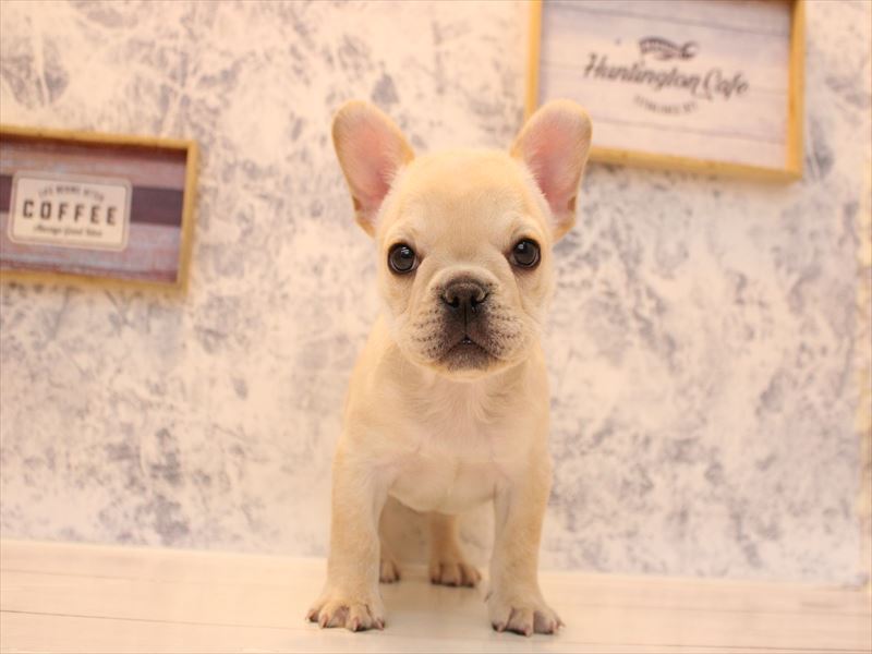 埼玉県のフレンチブルドッグ (ワンラブアリオ鷲宮店/2025年12月1日生まれ/女の子/クリーム)の子犬の2枚目の画像