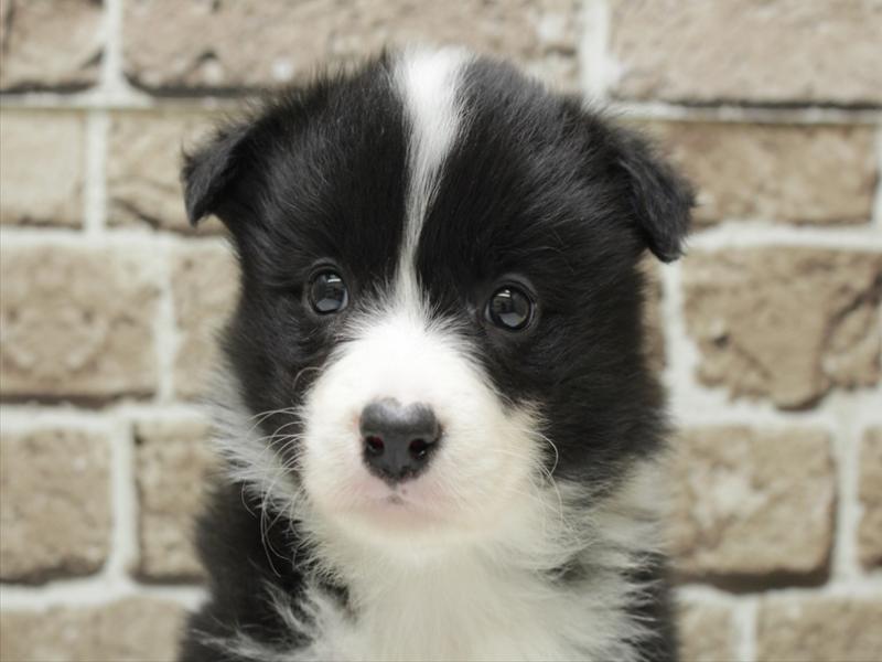 福岡県のボーダーコリー (ワンラブ福岡総本店/2025年12月7日生まれ/女の子/ブラックホワイト)の子犬の1枚目の画像