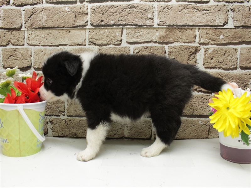 福岡県のボーダーコリー (ワンラブ福岡総本店/2025年12月7日生まれ/女の子/ブラックホワイト)の子犬の2枚目の画像