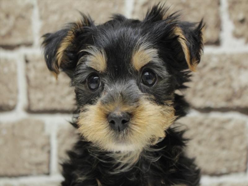 福岡県のヨークシャーテリア (ワンラブ福岡総本店/2025年12月8日生まれ/男の子/スチールブルータン)の子犬の1枚目の画像