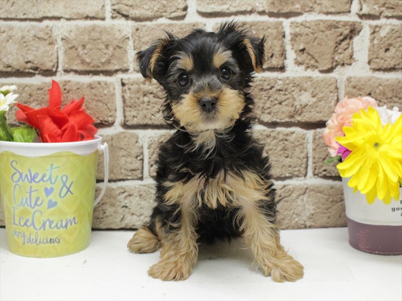 福岡県のヨークシャーテリア (ワンラブ福岡総本店/2025年12月8日生まれ/男の子/スチールブルータン)の子犬の3枚目の画像