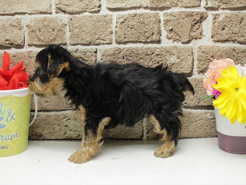 福岡県のヨークシャーテリア (ワンラブ福岡総本店/2025年12月8日生まれ/男の子/スチールブルータン)の子犬の2枚目の画像