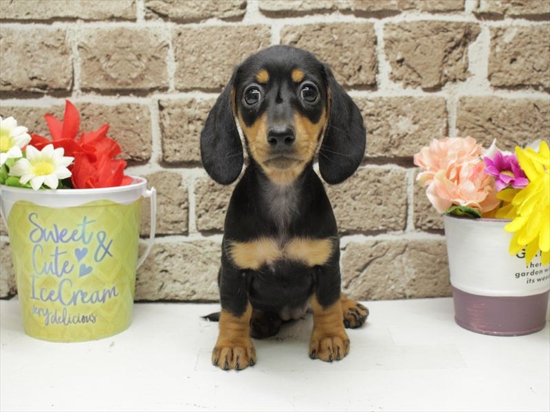 福岡県のミニチュアダックスフンド(ロング) (ワンラブ福岡総本店/2025年12月7日生まれ/女の子/ブラックタン)の子犬の3枚目の画像