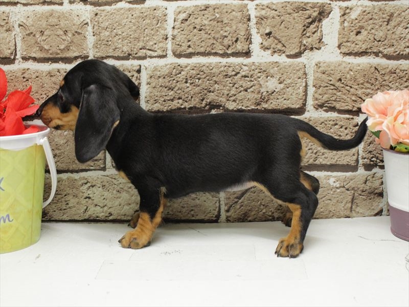 福岡県のミニチュアダックスフンド(ロング) (ワンラブ福岡総本店/2025年12月7日生まれ/女の子/ブラックタン)の子犬の2枚目の画像