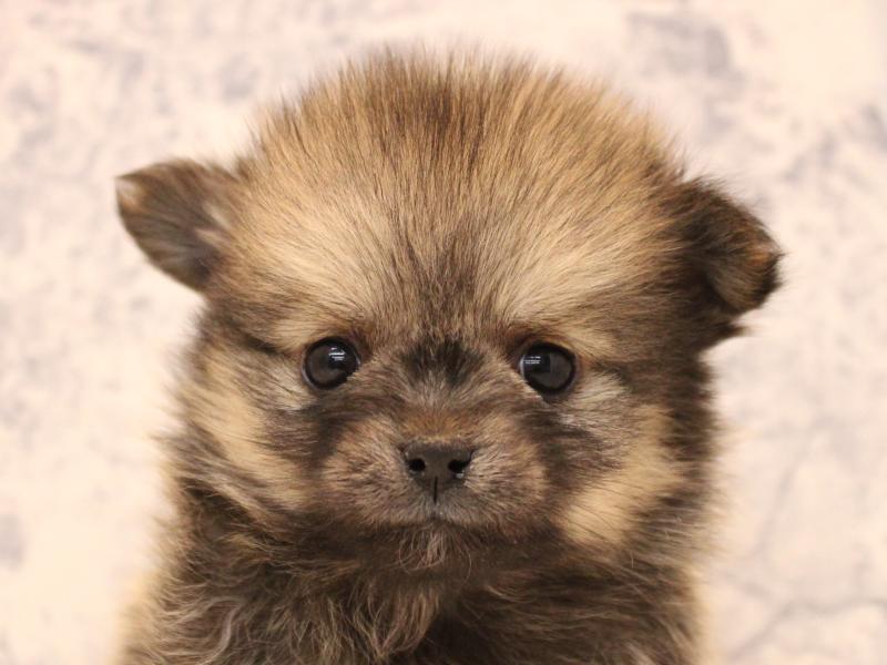 埼玉県のポメチワ/チワポメ/ポメチー(ポメラニアン×チワワ) (ワンラブ埼玉寄居店/2025年12月8日生まれ/男の子/セーブルオレンジ)の子犬の1枚目の画像