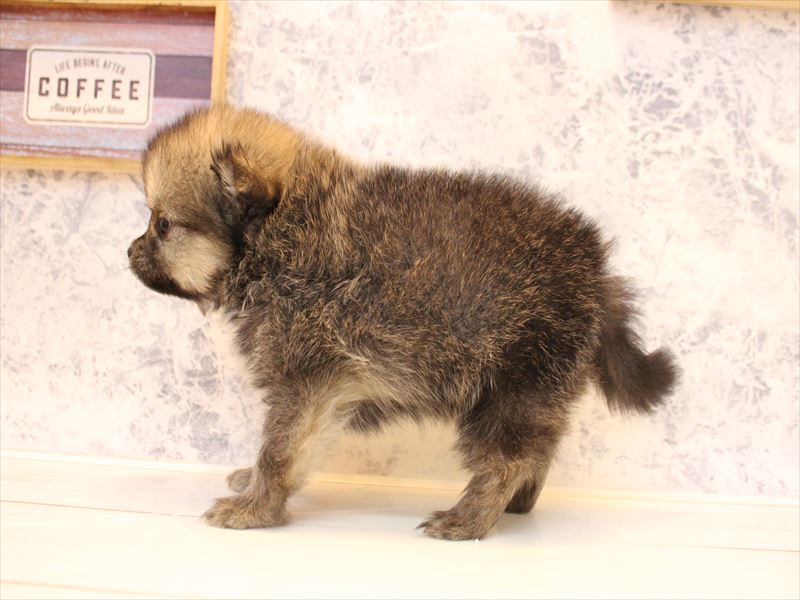 埼玉県のポメチワ/チワポメ/ポメチー(ポメラニアン×チワワ) (ワンラブ埼玉寄居店/2025年12月8日生まれ/男の子/セーブルオレンジ)の子犬の3枚目の画像