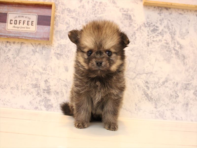 埼玉県のポメチワ/チワポメ/ポメチー(ポメラニアン×チワワ) (ワンラブ埼玉寄居店/2025年12月8日生まれ/男の子/セーブルオレンジ)の子犬の2枚目の画像