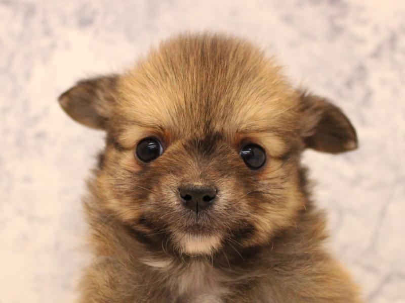 埼玉県のポメチワ/チワポメ/ポメチー(ポメラニアン×チワワ) (ワンラブ埼玉寄居店/2025年12月8日生まれ/男の子/セーブルオレンジ)の子犬の1枚目の画像