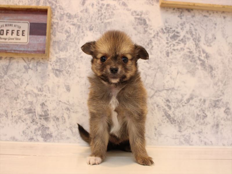 埼玉県のポメチワ/チワポメ/ポメチー(ポメラニアン×チワワ) (ワンラブ埼玉寄居店/2025年12月8日生まれ/男の子/セーブルオレンジ)の子犬の2枚目の画像