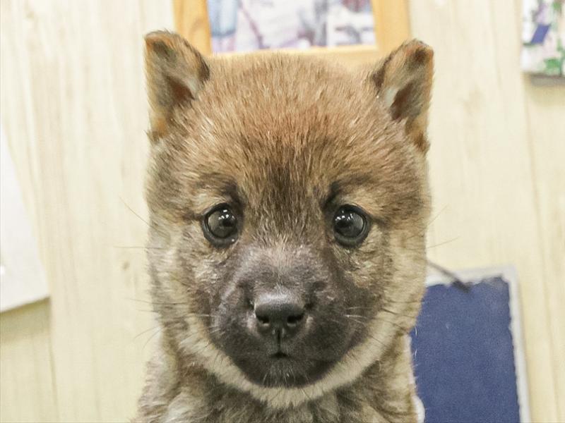 愛知県の豆柴 (ワンラブ名古屋守山インター総本店/2025年12月12日生まれ/女の子/赤)の子犬の1枚目の画像