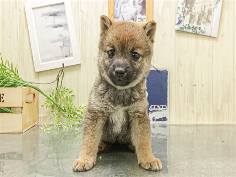 愛知県の豆柴 (ワンラブ名古屋守山インター総本店/2025年12月12日生まれ/女の子/赤)の子犬の3枚目の画像