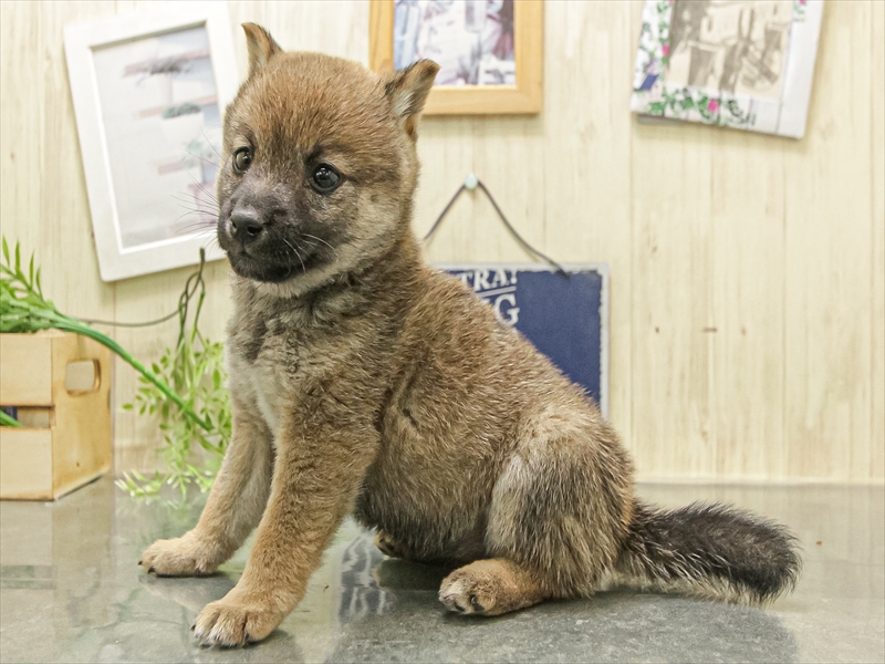 愛知県の豆柴 (ワンラブ名古屋守山インター総本店/2025年12月12日生まれ/女の子/赤)の子犬の2枚目の画像