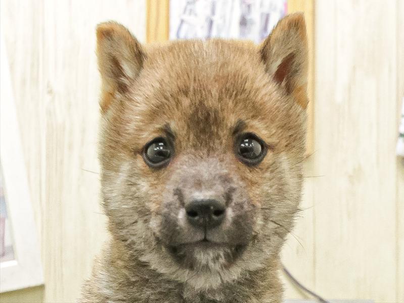 愛知県の豆柴 (ワンラブ名古屋守山インター総本店/2025年12月12日生まれ/男の子/赤)の子犬の1枚目の画像