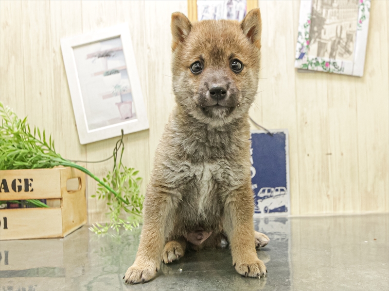 愛知県の豆柴 (ワンラブ名古屋守山インター総本店/2025年12月12日生まれ/男の子/赤)の子犬の3枚目の画像