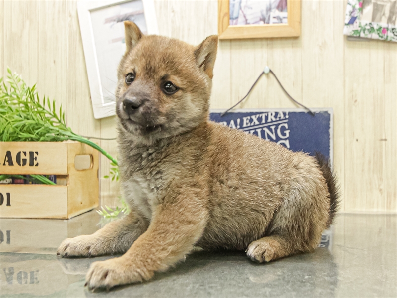 愛知県の豆柴 (ワンラブ名古屋守山インター総本店/2025年12月12日生まれ/男の子/赤)の子犬の2枚目の画像